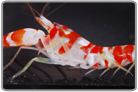 Candy Stripe Pistol Shrimp